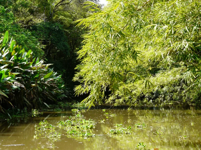 Diário de uma viagem à Costa Rica XV