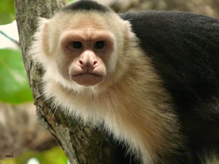 Macacos da Costa Rica