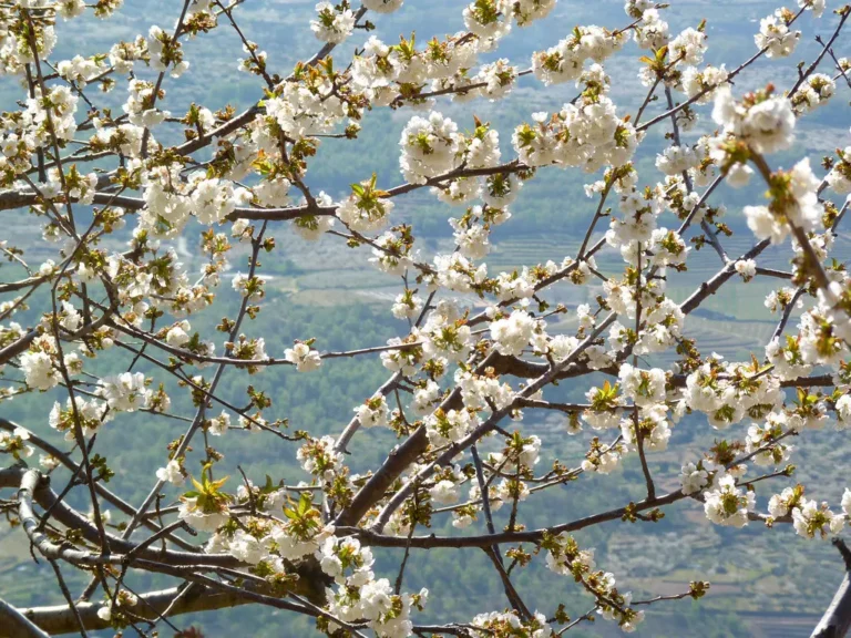 Jerte, o vale das cerejeiras em flor