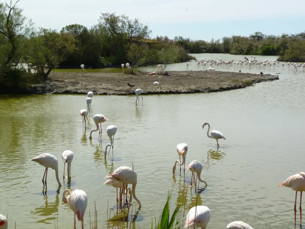 29 - Pont-de-Gau.JPG