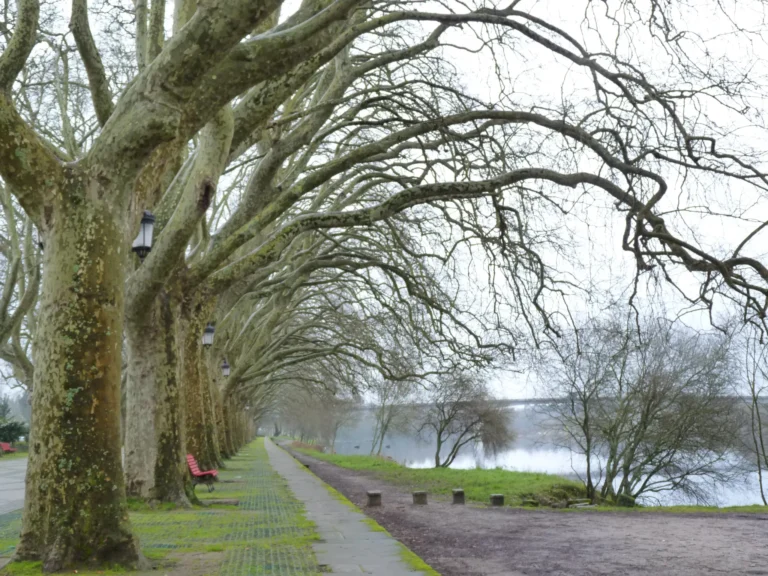 Jardins e arroz de sarrabulho